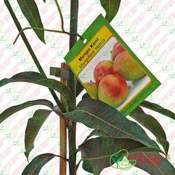 Planta o árbol de Mango (Mangifera Indica) Variedad Kent/Patrón porta injertos Gomera-3/ Planta de 2 año
