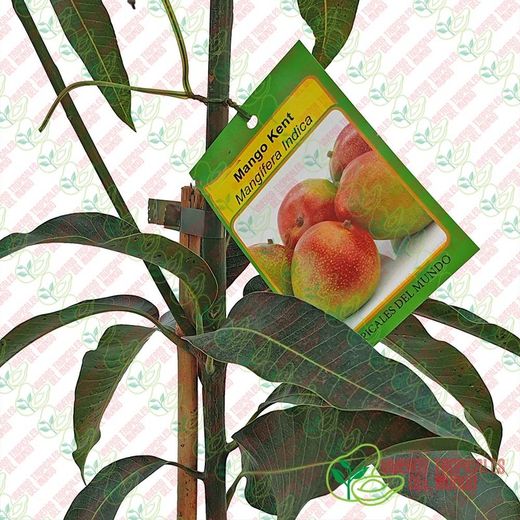 Planta o árbol de Mango (Mangifera Indica) Variedad Kent/Patrón porta injertos Gomera-3/ Planta de 2 año