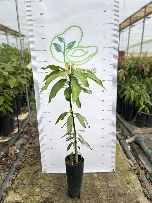 Planta o árbol de Mango (Mangifera Indica) Variedad Kent/Patrón porta injertos Gomera-3/ Planta de 2 año
