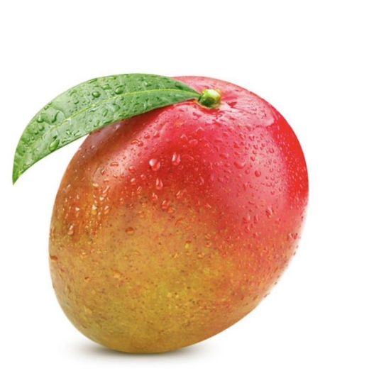 Planta o árbol de Mango (Mangifera Indica) Variedad Kent/Patrón porta injertos Gomera-3/ Planta de 1 año