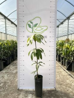 Planta o árbol de Mango (Mangifera indica) Variedad Osteen/Patrón porta injertos Gomera-3/ Planta de 2 año