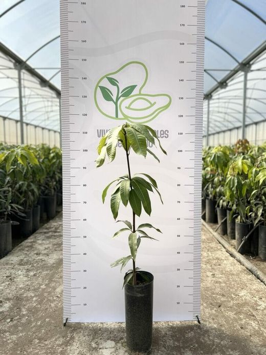 Planta o árbol de Mango (Mangifera indica) Variedad Osteen/Patrón porta injertos Gomera-3/ Planta de 2 año