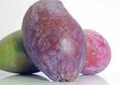 Planta o árbol de Mango (Mangifera indica) Variedad Osteen/Patrón porta injertos Gomera-3/ Planta de 2 año