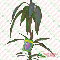 Planta o árbol de Mango (Mangifera Indica) Variedad Palmer Rojo/Patrón porta injertos Gomera-3/ Planta de 2 año