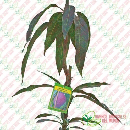 Planta o árbol de Mango (Mangifera Indica) Variedad Palmer Rojo/Patrón porta injertos Gomera-3/ Planta de 2 año