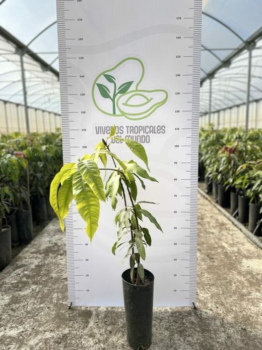 Planta o árbol de Mango (Mangifera Indica) Variedad Palmer Rojo/Patrón porta injertos Gomera-3/ Planta de 2 año