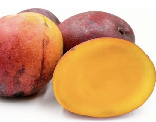 Planta o árbol de Mango (Mangifera Indica) Variedad Tommy Atkins/ Patrón porta injertos Gomera-3/ Planta de 1 año