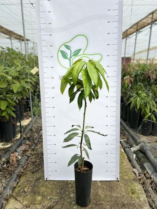 Planta o árbol de Mango (Mangifera Indica) Variedad Tommy Atkins/ Patrón porta injertos Gomera-3/ Planta de 2 año