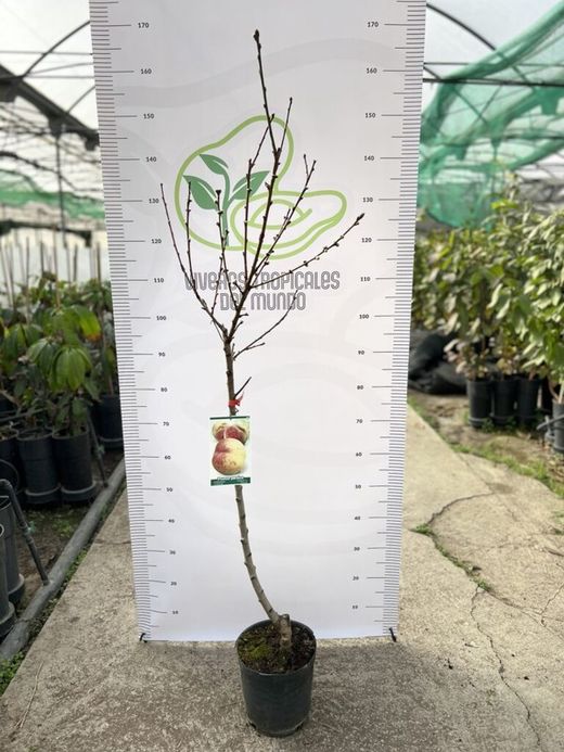 Planta o árbol de Melocoton Baby Gold (Prunus pérsica) planta de 2 años
