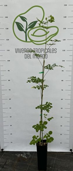 Planta o árbol de Moringa (Moringa Oleífera)Planta de 1 año
