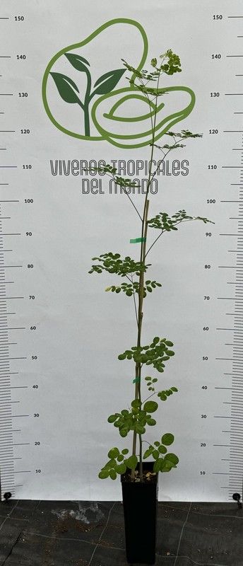 Planta o árbol de Moringa (Moringa Oleífera)Planta de 1 año