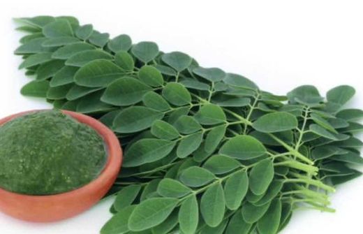 Planta o árbol de Moringa (Moringa Oleífera)Planta de 1 año