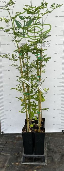 Planta o árbol de Moringa (Moringa Oleífera)Planta de 1 año