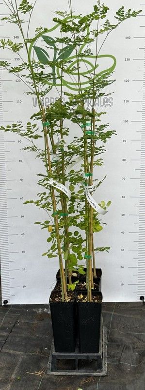 Planta o árbol de Moringa (Moringa Oleífera)Planta de 1 año