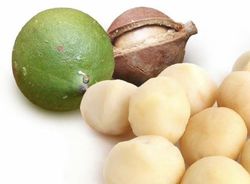 Planta o árbol de Nuez de Macadamia (Macadamia integrifolia) Planta de 3 años