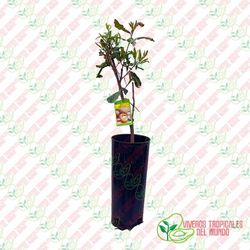 Planta o árbol de Nuez de Macadamia (Macadamia integrifolia) Planta de 3 años