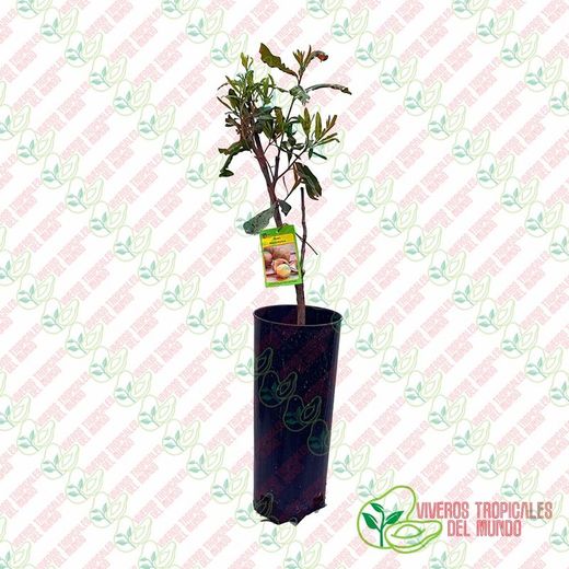 Planta o árbol de Nuez de Macadamia (Macadamia integrifolia) Planta de 3 años