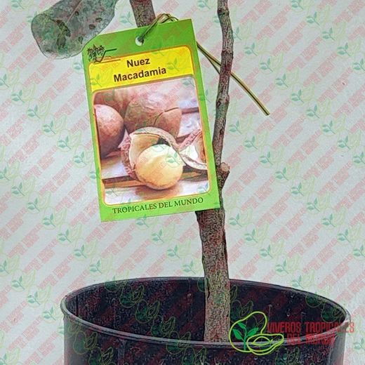 Planta o árbol de Nuez de Macadamia (Macadamia integrifolia) Planta de 3 años