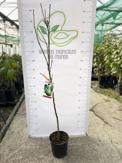 Planta o árbol de Peral Conferencia (Pyrus comunis) Planta de 2 años