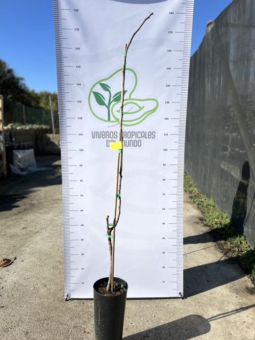 Planta o árbol de pistacho Variedad Kerman (Pistacia Vera)Planta de 3 años