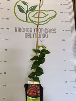 Planta o árbol de Pitanga o Cereza de Brasil( Eugenia uniflora) planta de 1 año 10 cm