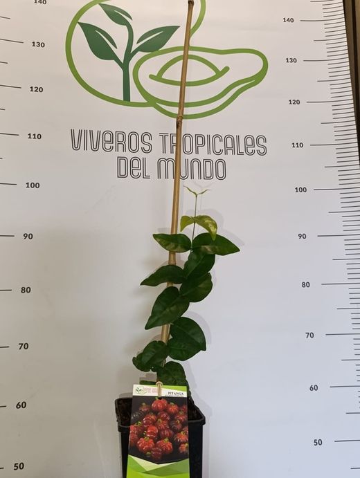 Planta o árbol de Pitanga o Cereza de Brasil( Eugenia uniflora) planta de 1 año 10 cm