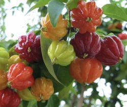 Planta o árbol de Pitanga o Cereza de Brasil( Eugenia uniflora) planta de 2 años
