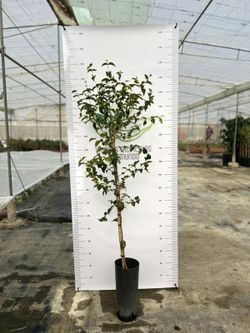 Planta o árbol de Pitanga o Cereza de Brasil( Eugenia uniflora) planta de 2 años