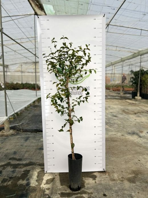 Planta o árbol de Pitanga o Cereza de Brasil( Eugenia uniflora) planta de 2 años