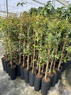 Planta o árbol de Pitanga o Cereza de Brasil( Eugenia uniflora) planta de 2 años