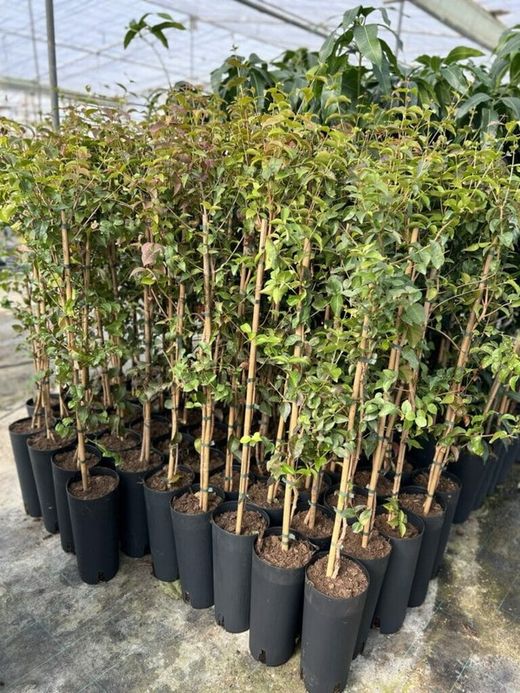 Planta o árbol de Pitanga o Cereza de Brasil( Eugenia uniflora) planta de 2 años