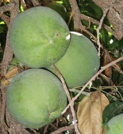 Planta o árbol de Zapote Blanco sin injertar ( planta de 10 cm)