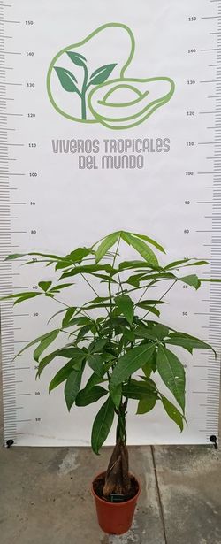 Planta Pachira Aquatica M-13