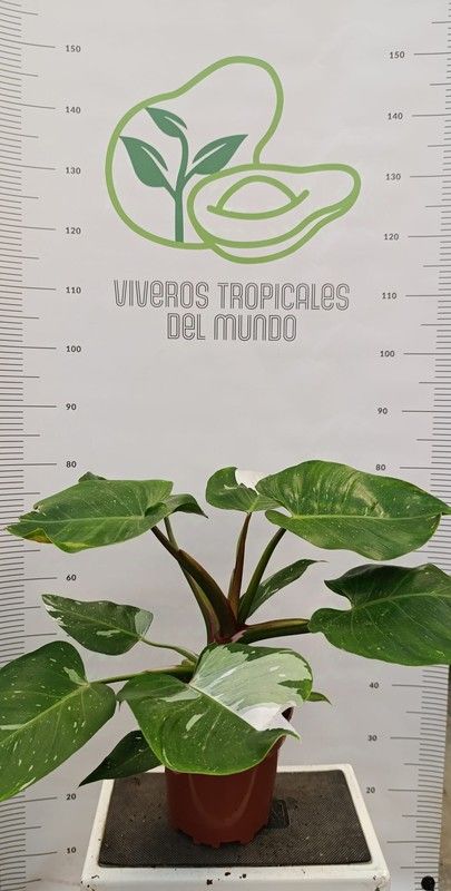 Planta Philodendron White (Philodendron Birkin) M-14