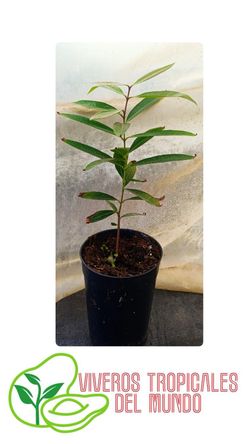Planta Pomarrosa Viva en Maceta – Árbol Frutal Tropical para Cultivo en Casa