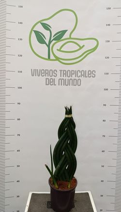 Planta Sansevieria Cylindrica Trenzada M-14