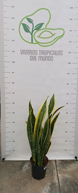 Planta Sansevieria (Lengua de Tigre) Mix M-17