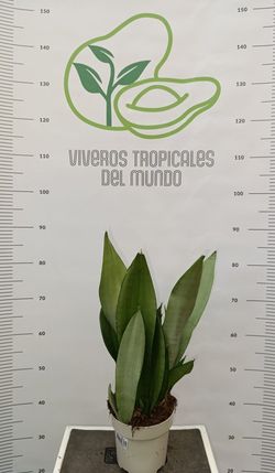 Planta Sansevieria (Lengua de Tigre) Verde M-14