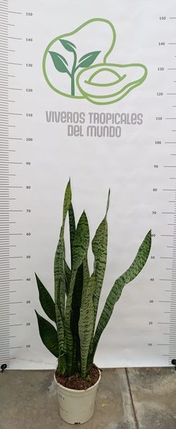 Planta Sansevieria Zeylanica (Lengua de Tigre) M-17