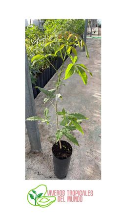 Planta de Zapote Blanco Injertado - Árbol Frutal Fácil de Cultivar