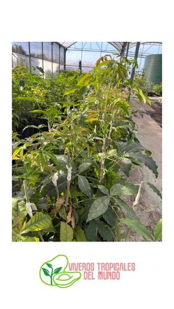 Planta de Zapote Blanco Injertado - Árbol Frutal Fácil de Cultivar