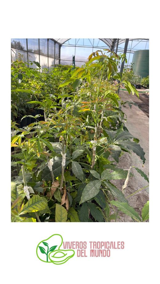 Planta de Zapote Blanco Injertado - Árbol Frutal Fácil de Cultivar