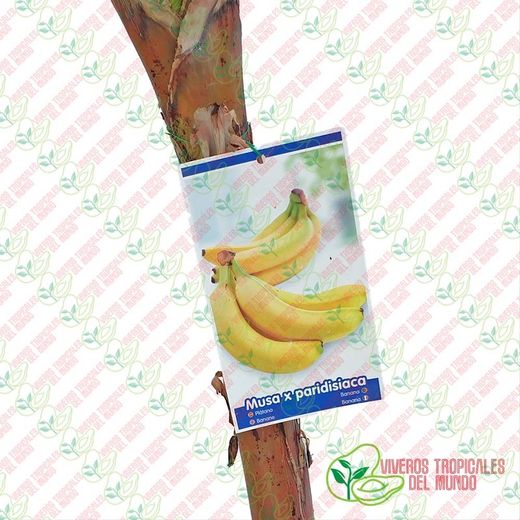 Platanera (Musa x Paradisíaca) Variedad Gran Enana / Planta de 1 año