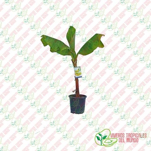 Platanera (Musa x Paradisíaca) Variedad Gran Enana / Planta de 1 año