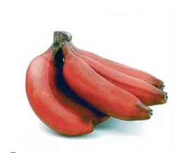 Platanera (Musa x Paradisíaca) Variedad Roja/ Plátano Rojo /Planta de 1 año