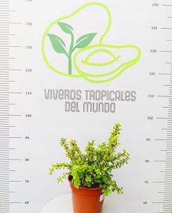 Portulacaria Afra M-14