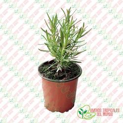 Romero (Salvia rosmarinus)