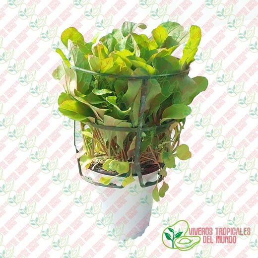 Rucula (Eruca vesicaria)