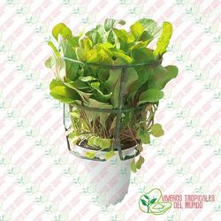 Rucula (Eruca vesicaria)