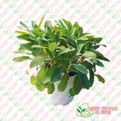 Salvia (Salvia officinalis)